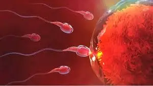 premature ejaculation and pregnancy